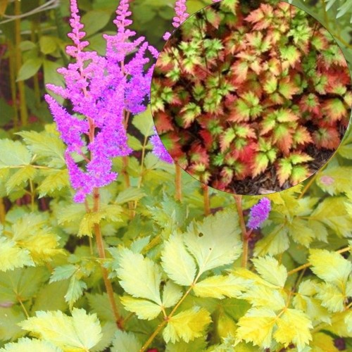 Astilbe 'Color Flash Lime' - Astilbe 'Color Flash Lime'
